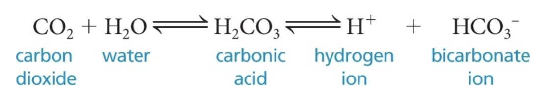 <ul><li><p><span style="color: purple;"><strong><mark data-color="purple" style="background-color: purple; color: inherit;">Occurs primarily in RBCs</mark></strong></span>, where <span style="color: green;"><strong>enzyme carbonic anhydrase</strong></span> reversibly and rapidly catalyzes this reaction </p></li><li><p>Involves <span style="color: blue;"><strong>CO2</strong></span> combining with <span style="color: blue;"><strong>water</strong></span> to form <strong>carbonic acid (H<sub>2</sub>CO<sub>3</sub></strong>) → which quickly dissociates into <span style="color: red;"><strong>bicarbonate</strong></span> and <span style="color: red;"><strong>H+&nbsp;</strong></span></p></li><li><p>In capillaries, after HCO<sub>3</sub><sup>-</sup> is created → it quickly <span style="color: purple;"><strong><mark data-color="purple" style="background-color: purple; color: inherit;">diffuses from RBCs into plasma </mark></strong></span></p></li></ul><p></p>