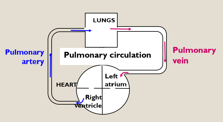 <ul><li><p>Takes deoxygenated blood from the right ventricle to the lungs and returns oxygenated blood to the left atrium.</p></li><li><p>Right ventricle - the pump for the pulmonary circulation.</p></li></ul><p></p>