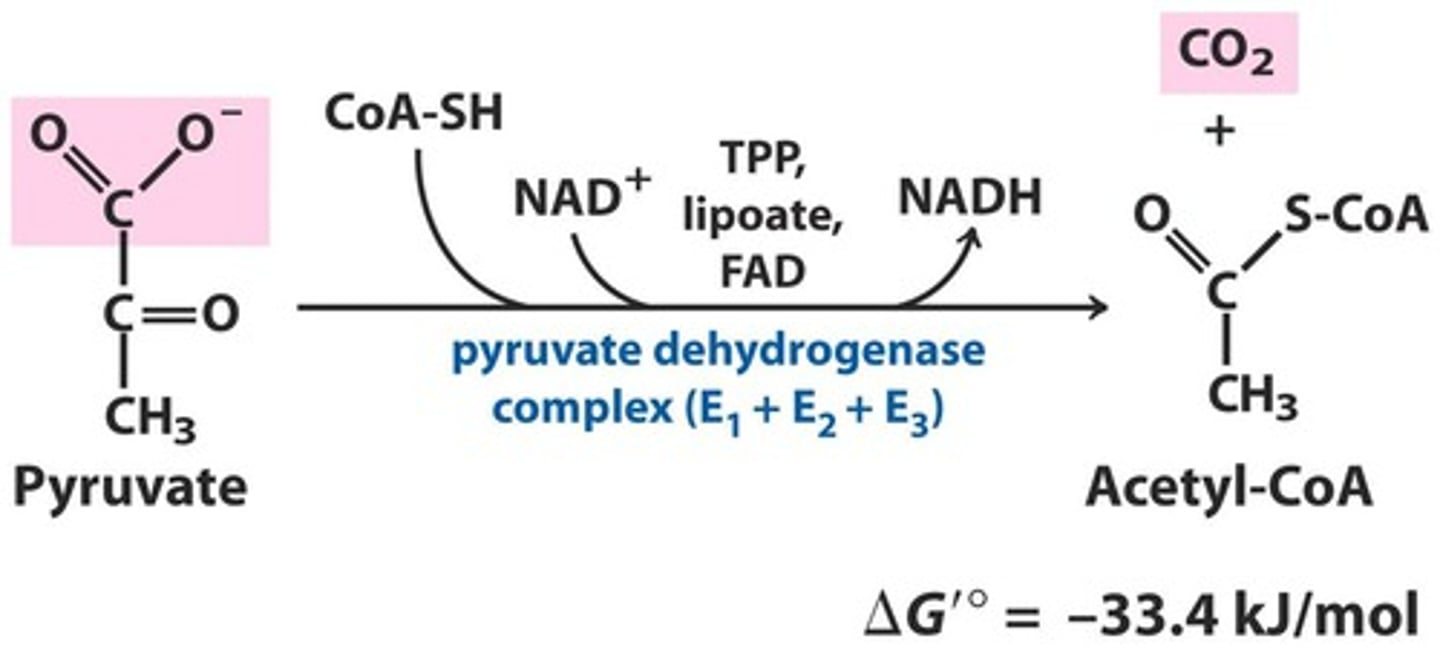 <p>pyruvate dehydrogenase complex</p><p>Requires five coenzymes</p><p>The net reaction is the oxidative decarboxylation of pyruvate</p><p>One carbon is released as carbon dioxide</p>