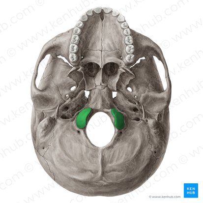 <p>Found on each side of the foramen magnum and are the site of articulation with first cervical vetebra.</p>