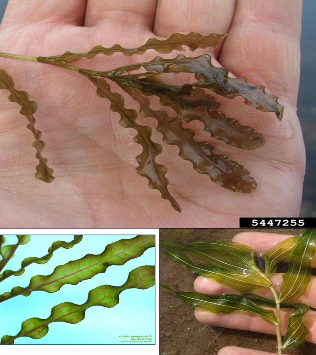 <p><strong><em>Potamogeton crispus</em> (Potamogetonaceae)→ curlyleaf pondweed</strong></p><p>• Flower stalks stick above the water’s surface and appear reddish-brown in color </p><p>• Plant produces small greenish brown pine cone look-a-likes called turions which sprout new plants </p><p>• Extensive root system can tolerate extreme conditions (has even been found growing under inches of snow and ice!)</p>
