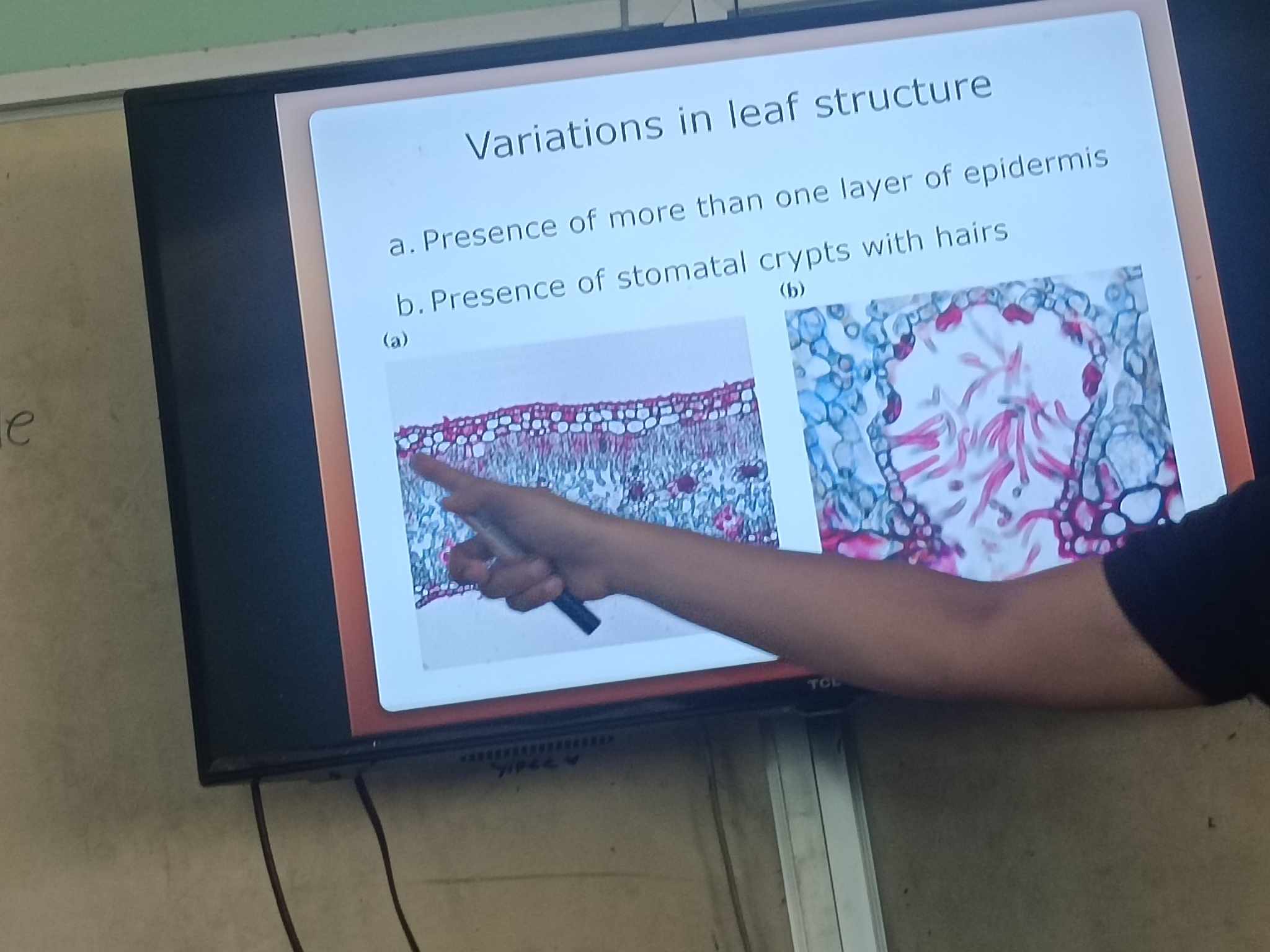 <ol><li><p>presence of more than one layer of epidermis </p></li><li><p>presence of stomatal crypts (sunken stomate) w/ hair </p></li><li><p>development of bullate (bulliform - they cover exposed stoma) cells</p></li></ol>