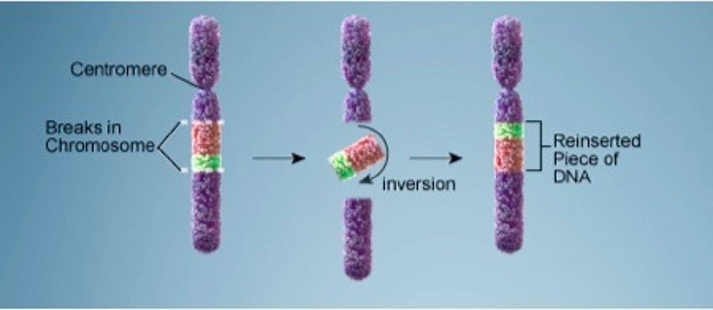 <p>occurs when a segment breaks off and reattaches within the same chromosome, but in reverse orientation</p>