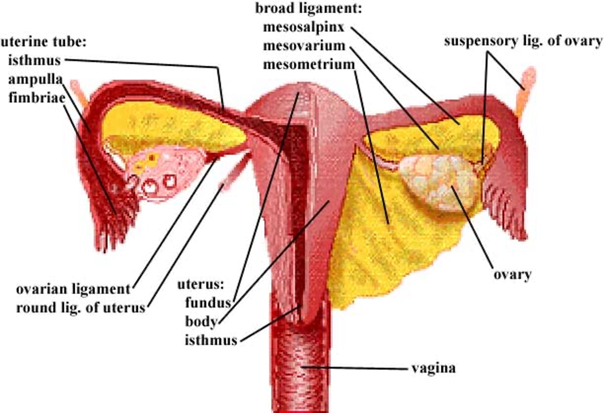 <p>ligaments</p>