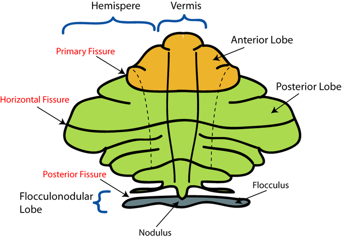 <ul><li><p><strong>Vermis</strong></p></li><li><p><strong>Lateral Lobes/Hemispheres (2)</strong></p></li></ul>