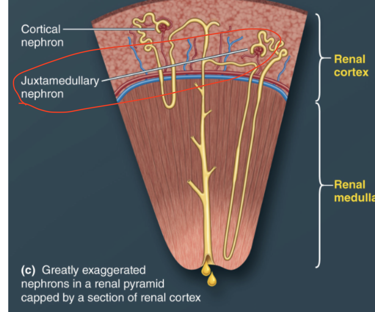 <p>D. Collecting duct</p>