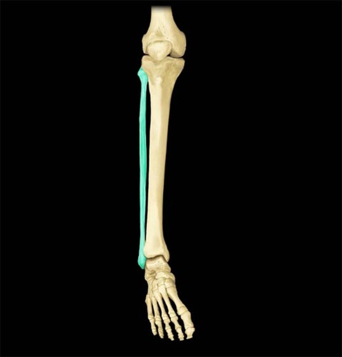 <p>lateral and smaller of the two bones of the leg; does not bear weight and articulates with the tibia</p>