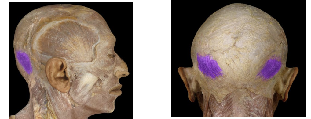 <p>Fixes the connective tissue and pulled the scalp backwards</p>