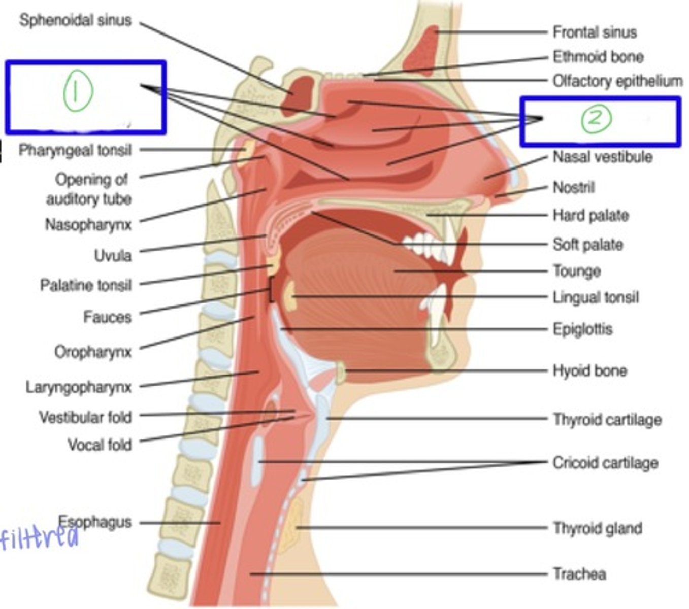 <p>nasal meatuses (nasal passages)</p><p>- superior, middle, inferior (from top to bottom)</p>