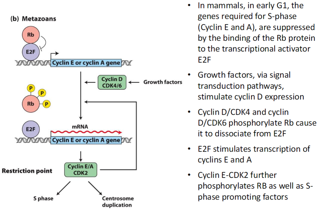 <p><strong>Rb and E2F</strong><br> In early G1, genes required for S phase (Cyclin E and A) are suppressed<br> Rb protein binds transcriptional activator E2F to block S-phase gene expression</p><p><strong>Growth Factor Stimulation</strong><br> Growth factors trigger signal transduction pathways<br> Stimulate expression of Cyclin D</p><p><strong>Cyclin D/CDK Activity</strong><br> Cyclin D/CDK4 and Cyclin D/CDK6 phosphorylate Rb<br> Phosphorylation causes Rb to dissociate from E2F</p><p><strong>E2F Activation</strong><br> Free E2F stimulates transcription of Cyclins E and A<br> Cyclin E-CDK2 further phosphorylates Rb<br> Also activates S-phase promoting factors to drive DNA replication</p>