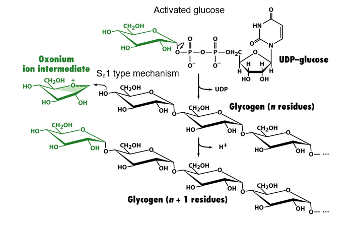 <ul><li><p>UDP (good leaving group) is removed from activated glucose to make oxocarbenium (oxonium) ion intermediate via sn1</p></li><li><p>OH group from glycogen attacks oxonium, sn1 mechanism. replacement of a hydrogen from oxonium with a glycogen chain</p></li></ul><p></p>