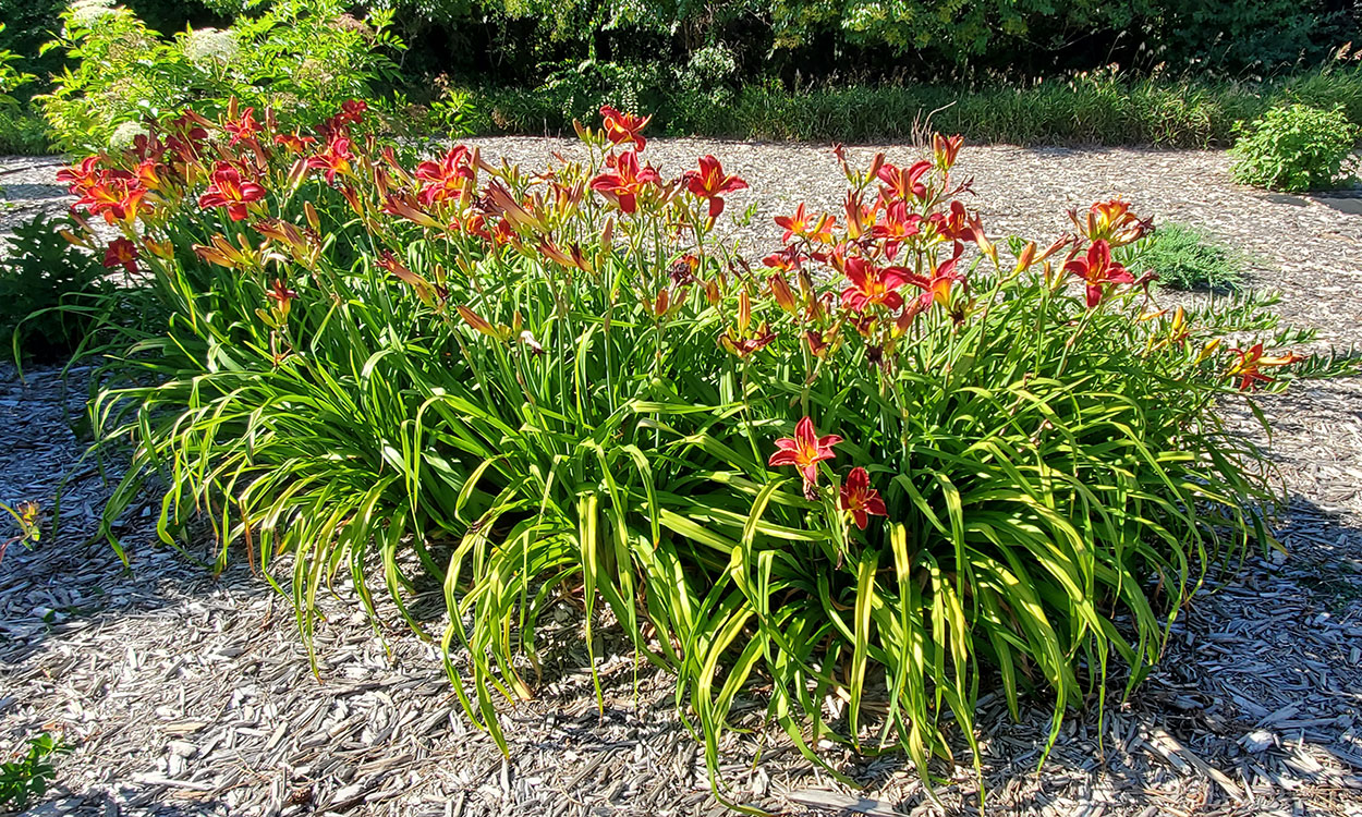 <p>Day Lily</p>