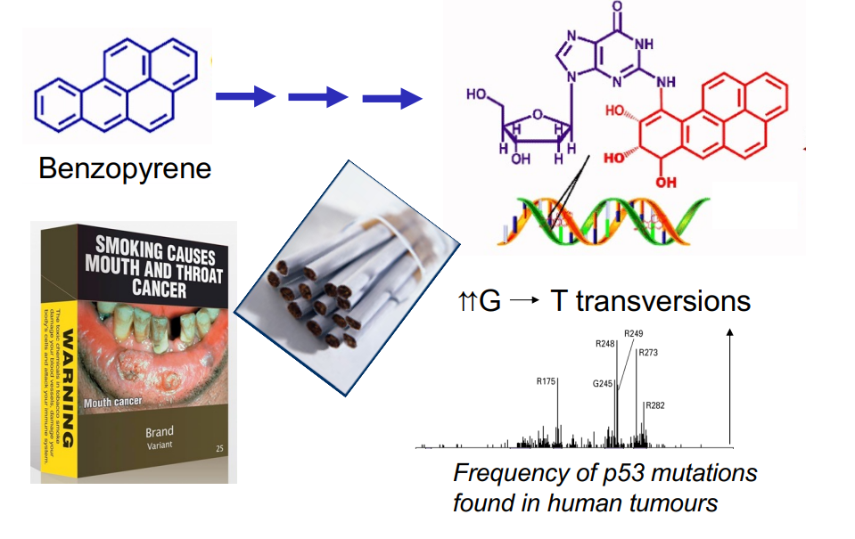<p>60% of human lung cancers have mutant p53</p>