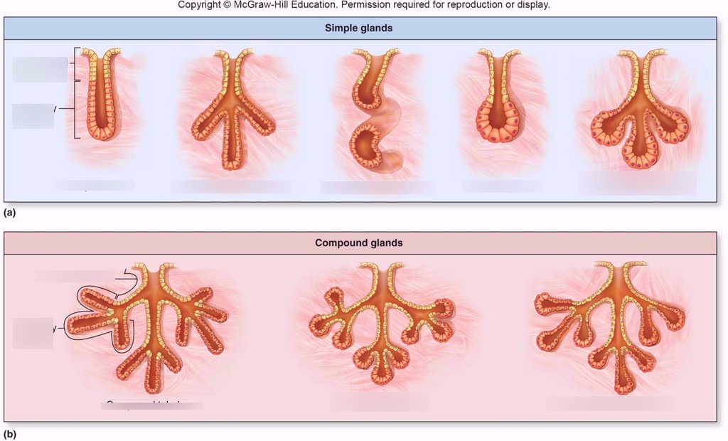 <p>simple multicellular gland</p>