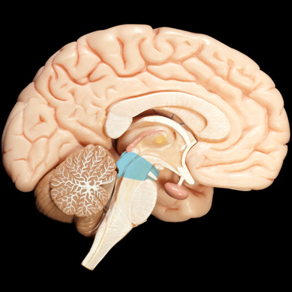 <p>(brain stem)</p><p>sensory and motor information, eye movement</p>