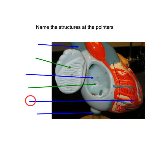 term image