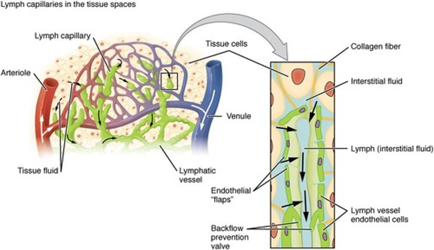 <p>Prevent backflow in lymphatic vessels.</p>
