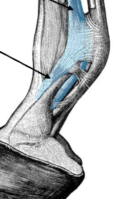 <p>what part of the medius interosseous muscle is found here</p>