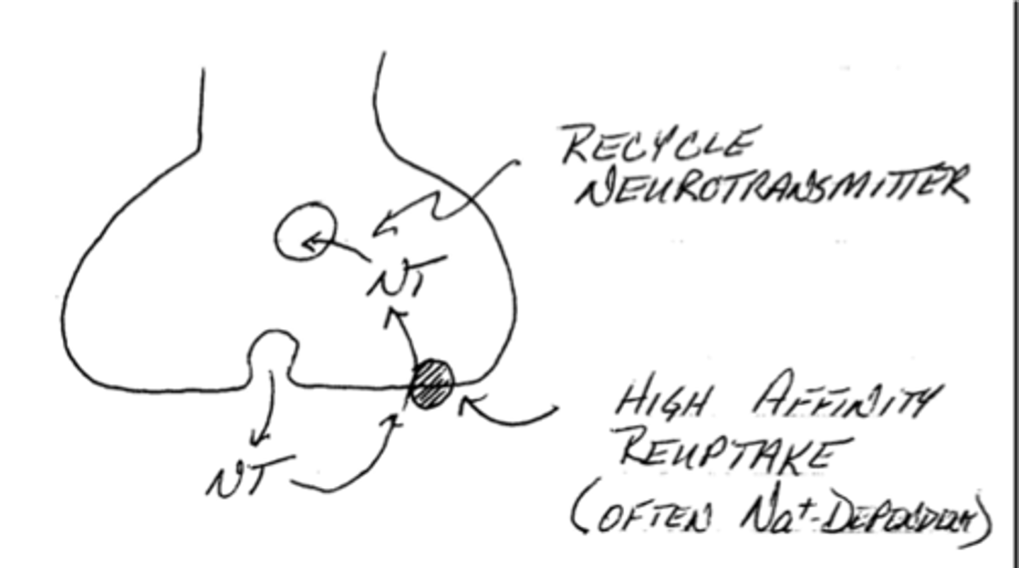<p>false; high-affinity transport proteins are found on the presynaptic membrane and this allows the nerve terminal to recycle transmitter molecules by repackaging them in vesicles</p>