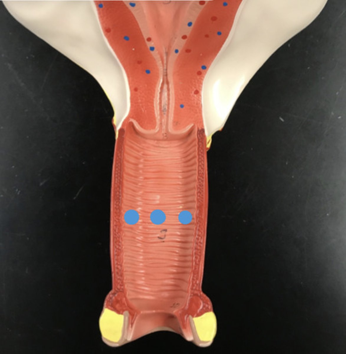 <p>Name this passageway</p>