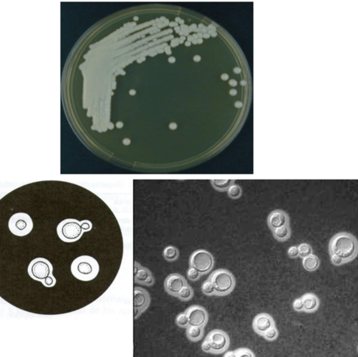 <p>which species?</p>