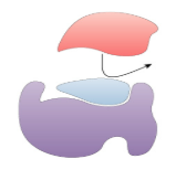 <p>Decrease or block the activity of enzymes, slowing down reaction rates - competitive, noncompetitive/allosteric, & feedback inhibition</p>
