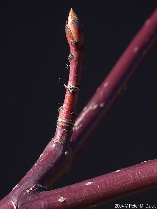 <p>Common name: Pagoda dogwood</p><p></p><p>Genus: Cornus</p><p></p><p>Species: alternifolia</p><p></p><p>Family: Cornaceae</p>