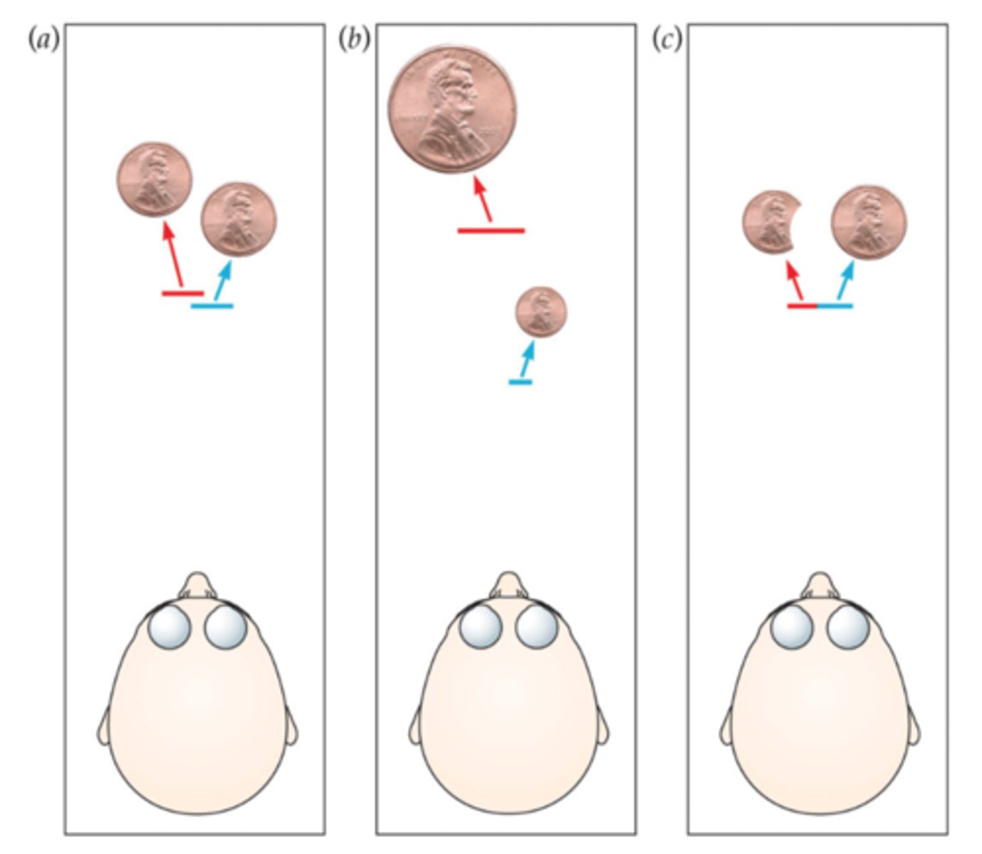 <p>A way of formalizing the idea that our perception is a combination of the current stimulus and our knowledge about the conditions of the world—what is and is not likely to occur.</p>