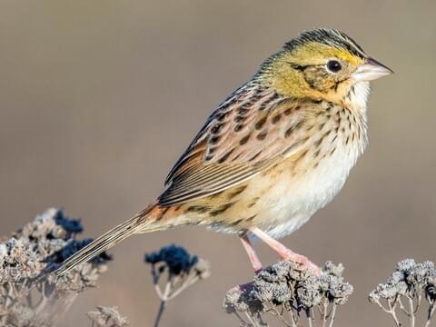 <ul><li><p>Large beak</p></li><li><p>Yellow overall</p></li><li><p>Spotted</p></li></ul><p></p>