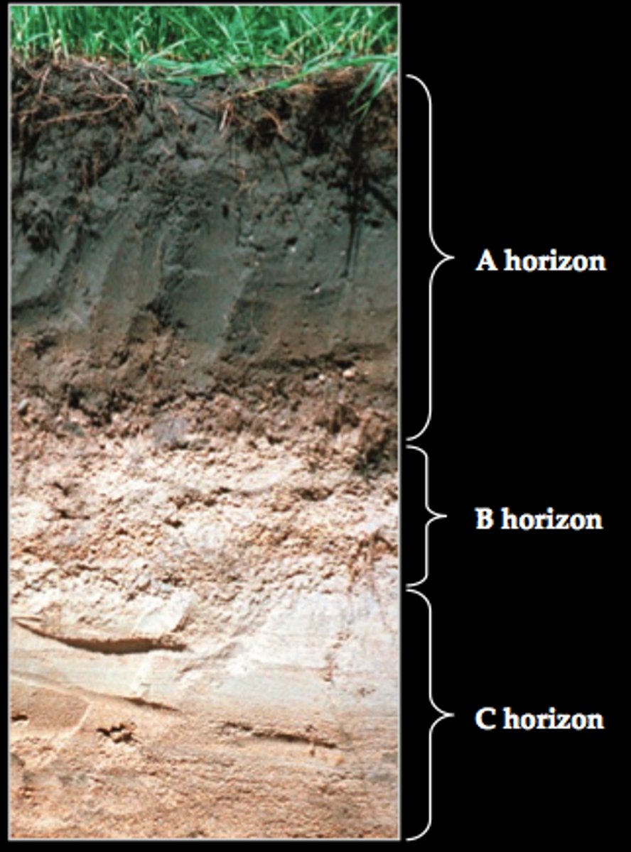 <p>The layer of soil that differs in color and texture from the layers above or below it.</p>