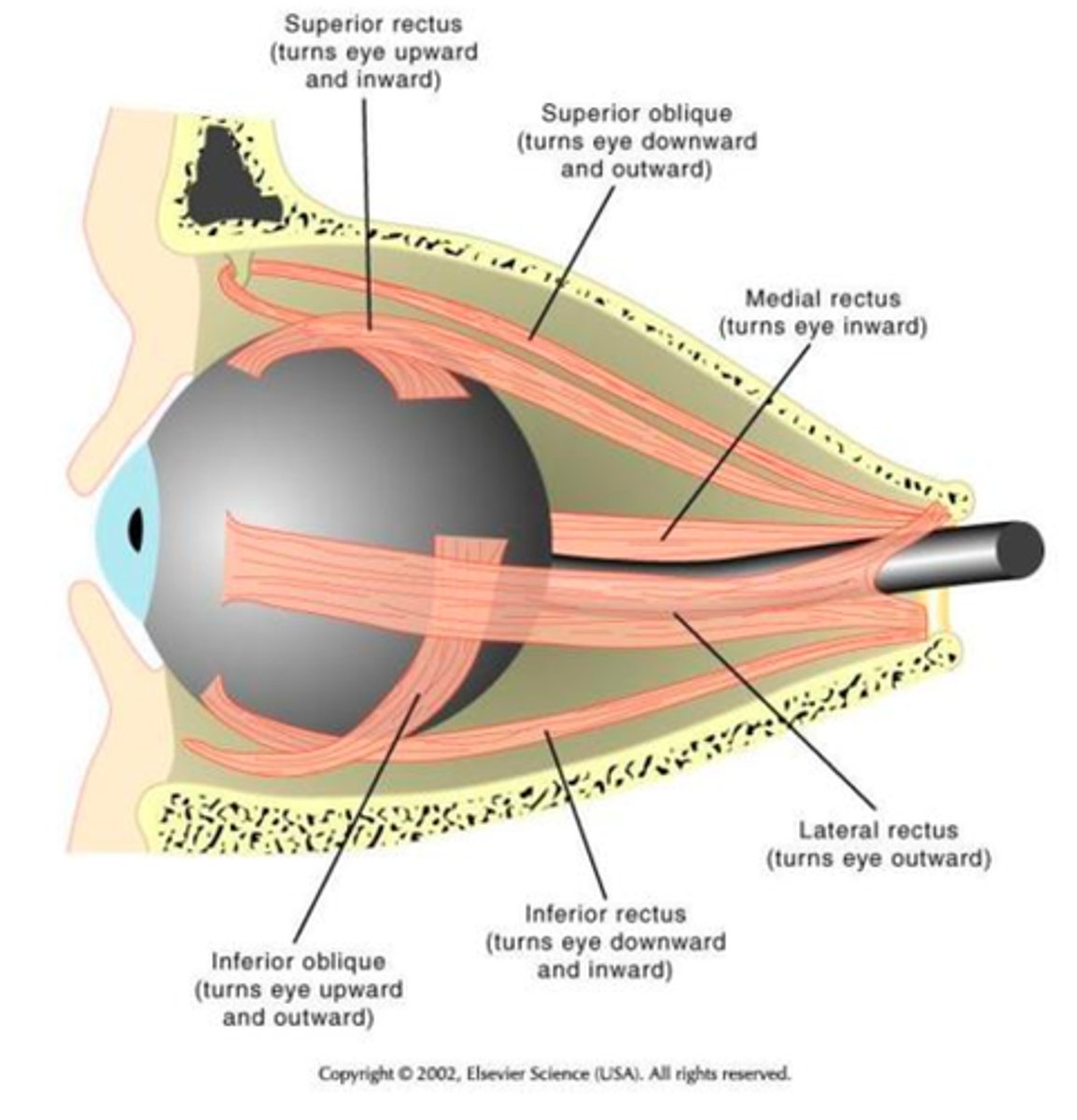 <p>turns eye downward and inward</p>