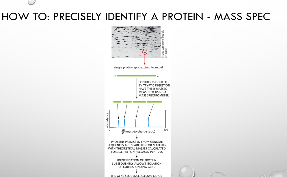<ol><li><p>Cut the protein from a gel.</p></li><li><p>Chop it into small pieces (peptides) with an enzyme.</p></li><li><p>Put peptides into a mass spectrometer → it measures their sizes (mass/charge).</p></li><li><p>Compare sizes with a database.</p></li><li><p>Match found = protein identified.</p></li></ol><p></p>