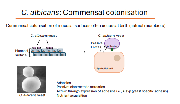 <p>Commensal colonisation of mucosal surfaces often occurs at <strong>birth </strong>(natural microbiota)</p><ol><li><p>Adhesion <strong>Passive</strong>: electrostatic attraction </p></li><li><p><strong>Active</strong>: through expression of adhesins i.e., Als5p (yeast specific adhesin)</p></li><li><p>Nutrient acquisition</p></li></ol><p></p>