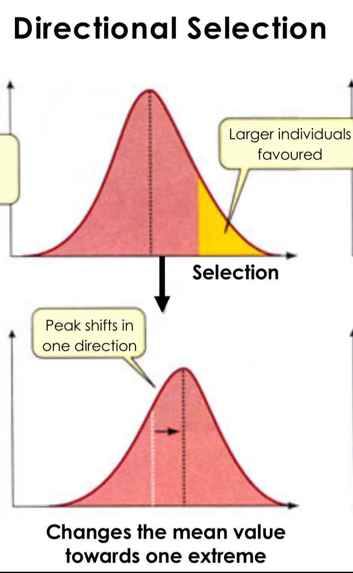<p>Natural selection that favors one extreme phenotype, causing a shift in the population's genetic variance toward that extreme over time.</p>