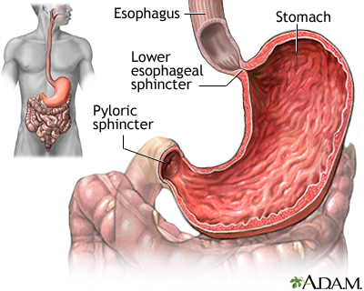 <p>The sphincter muscles.</p>