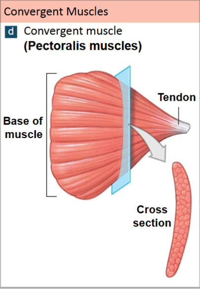 <p>Convergent Muscles </p>