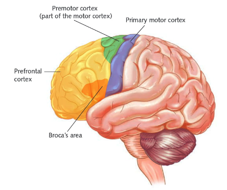 <p>Pre-frontal cortex, primary motor cortex, broca’s area (only in the left frontal lobe).</p>