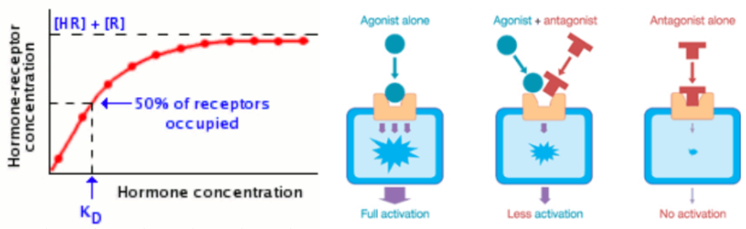 <p>Signal Reception: </p><p>Receptors:</p><ul><li><p>Are ___</p></li><li><p>Can change ___</p></li><li><p>Can be ___</p></li><li><p>Found on cell ___ or ___</p></li></ul><p>Receptor-Ligand Binding:</p><ul><li><p>Receptor for a specific ligand is a ___ receptor</p></li><li><p>Receptor with bound ligand is ___</p></li><li><p>Relationship of [ligand] and occupied receptor number is ___</p></li><li><p>___ ___ or ___ is the [free ligand] to occupy half of the receptors</p></li><li><p>Receptors with high affinity have ___ Kd</p></li><li><p>___ are drugs that activate receptors</p></li><li><p>___ are drugs that prevent a change and prevent natural ligands from binding</p></li></ul><p></p>