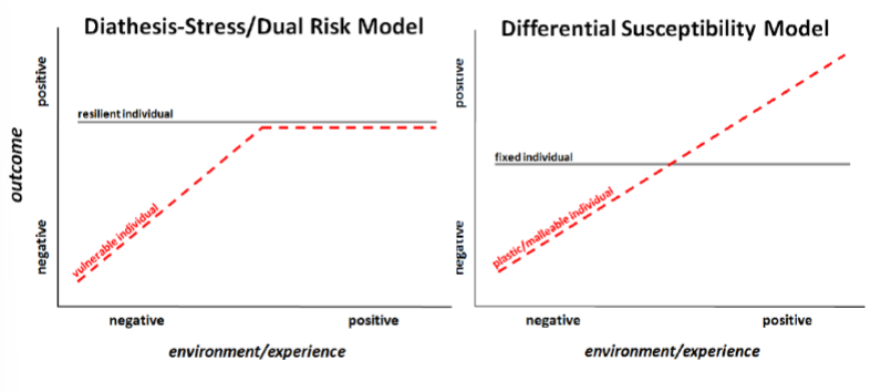 <ul><li><p>diathesis-stress/dual risk model</p></li><li><p>differential susceptibility model</p></li></ul>