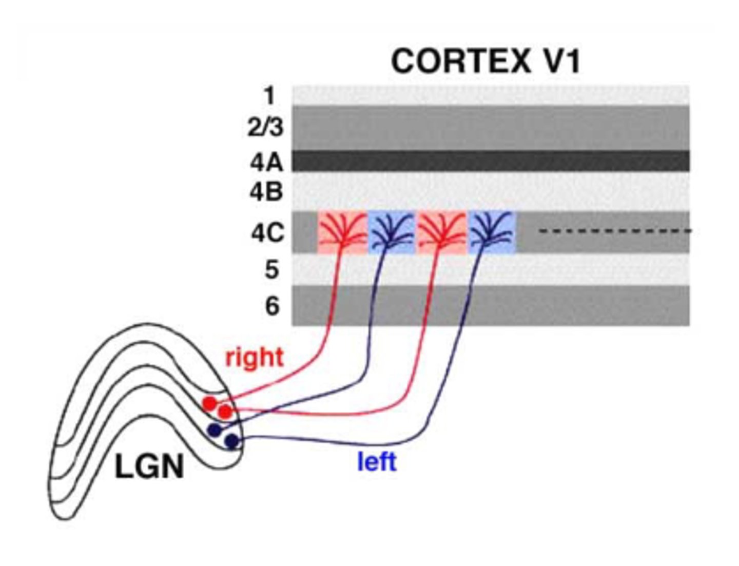 <p>- It has six layers of cells</p><p>- LGN most projection to layer 4 of V1</p>