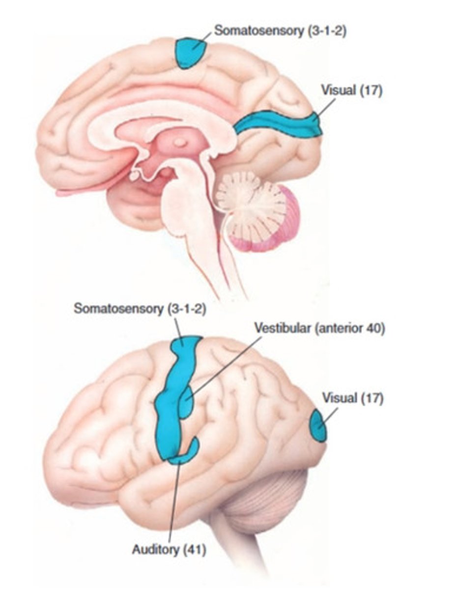 <p>discriminates shape, texture, size of object</p>