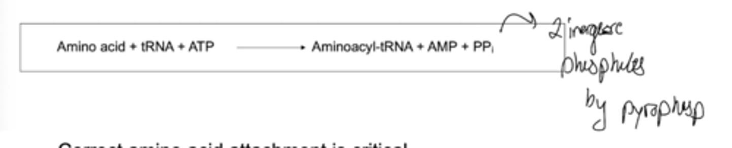 <p>Catalyzes the covalent attachment of amino acids to the 3' end of tRNA molecules.</p><p>Aminoacyl-tRNAs are high-energy molecules, and the activation of an amino acid by this enzyme requires ATP.</p>