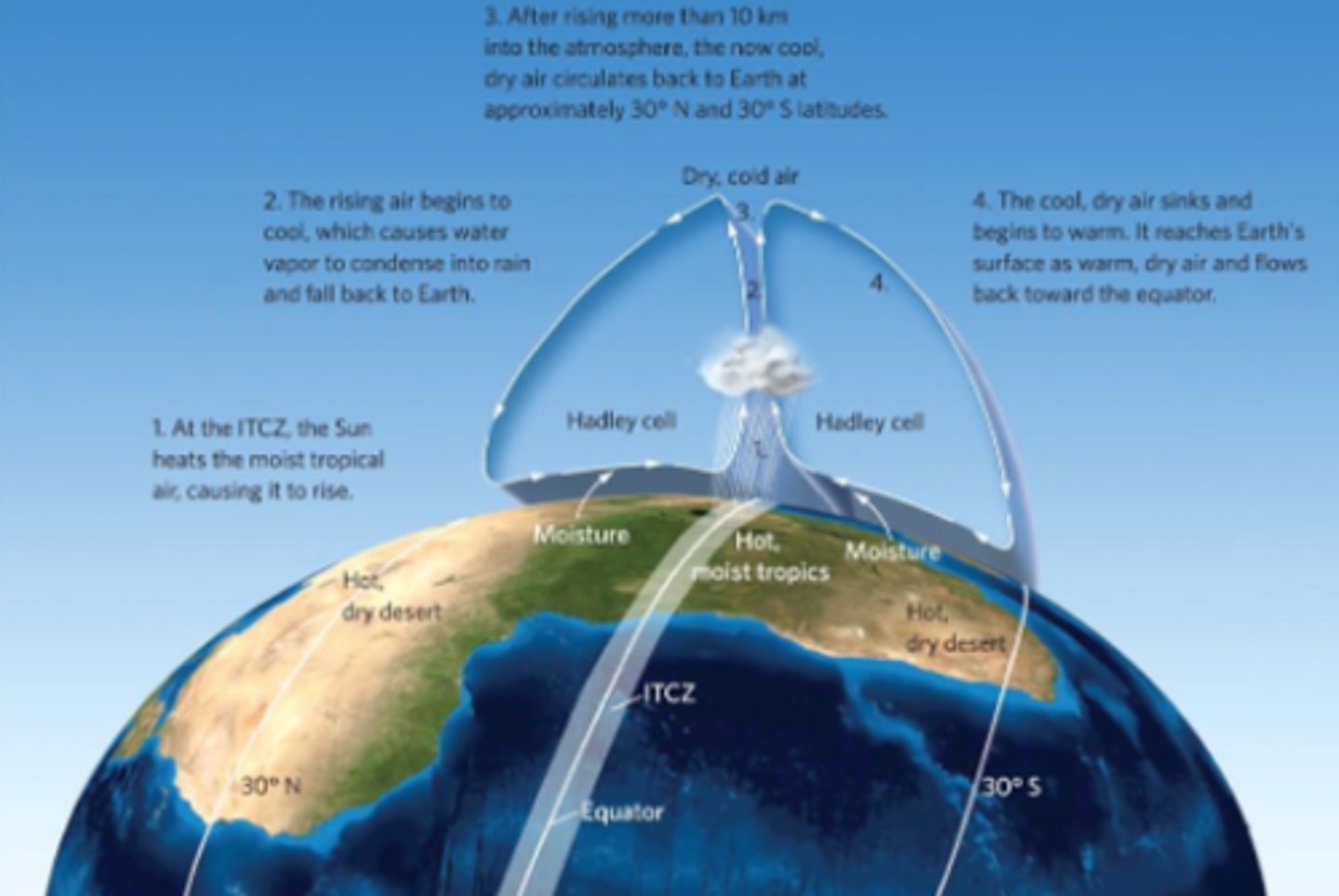 <p>the two circulation cells of air between the equator and 30° N and 30° S latitudes</p>