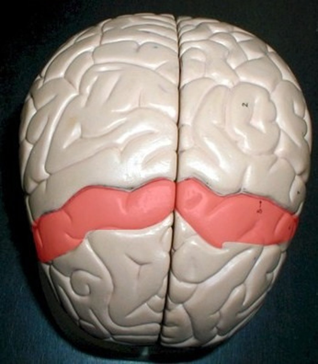<p>A ridged or raised portion of a convoluted brain surface.</p>