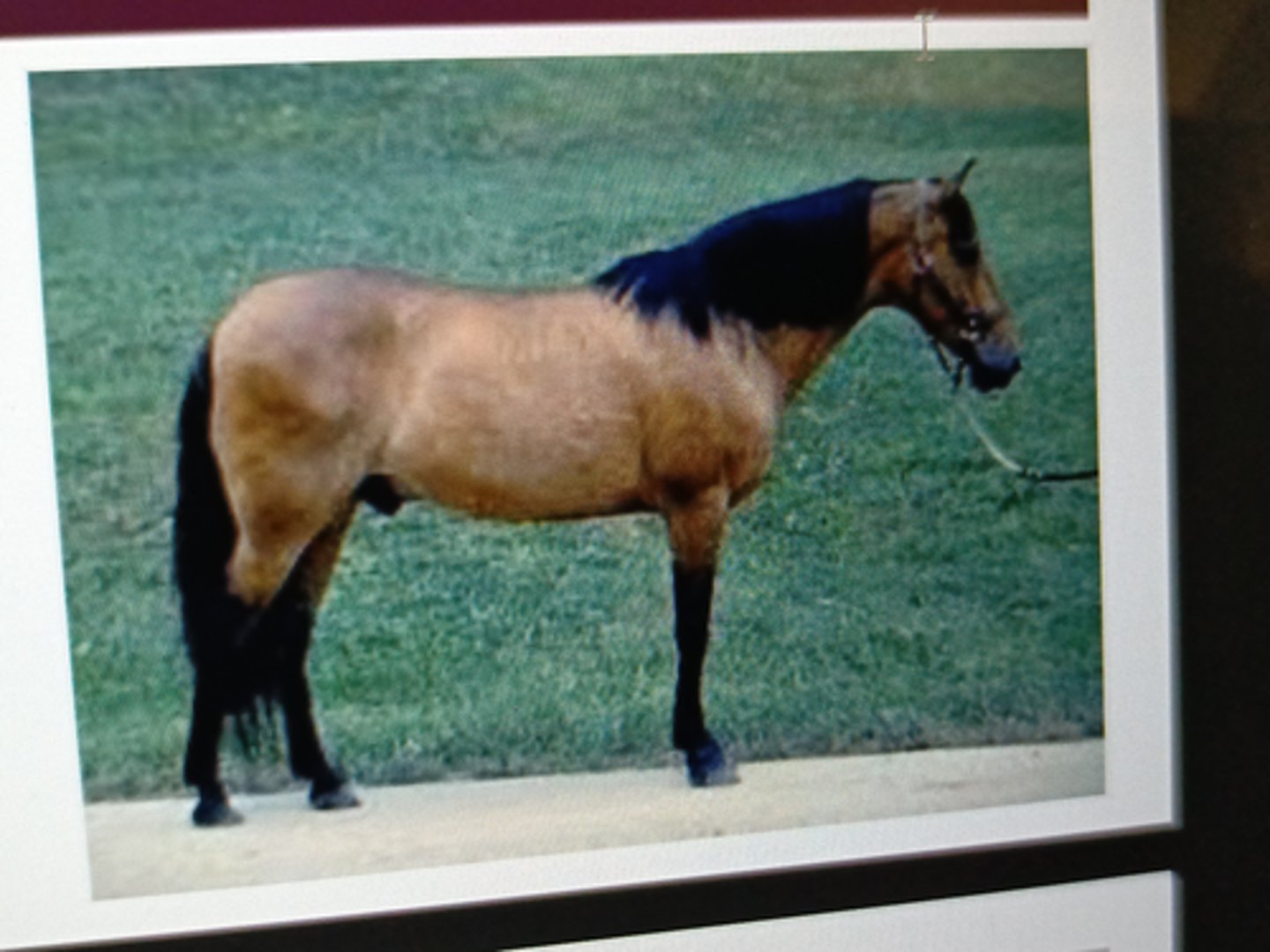 <p>One of the ancestors of</p><p>the Thoroughbred</p><p>¡ Height: 14.2-15.2hs</p><p>¡ Colors: Bay, dark bay and</p><p>black</p>