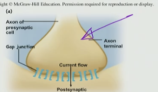 <p>electrical, depolarization, axon</p>