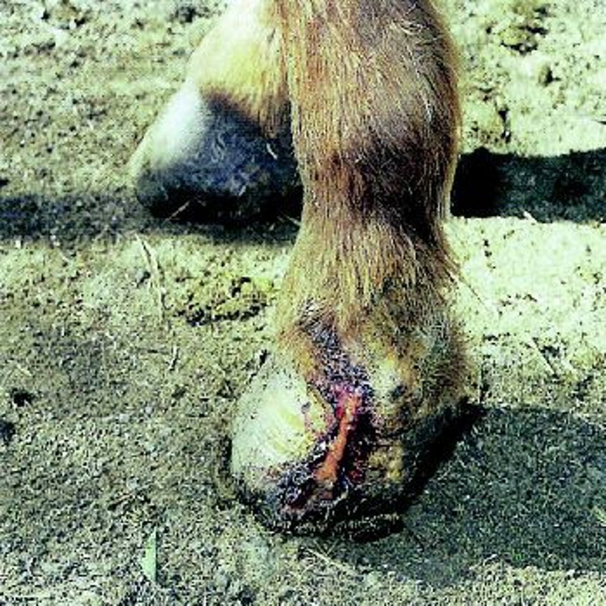 <p>A deep-seated sore that drains at the coronet</p><p>Causes: Corns, puncture wounds, chronic inflammation of collateral cartilage of distal phalanx</p>