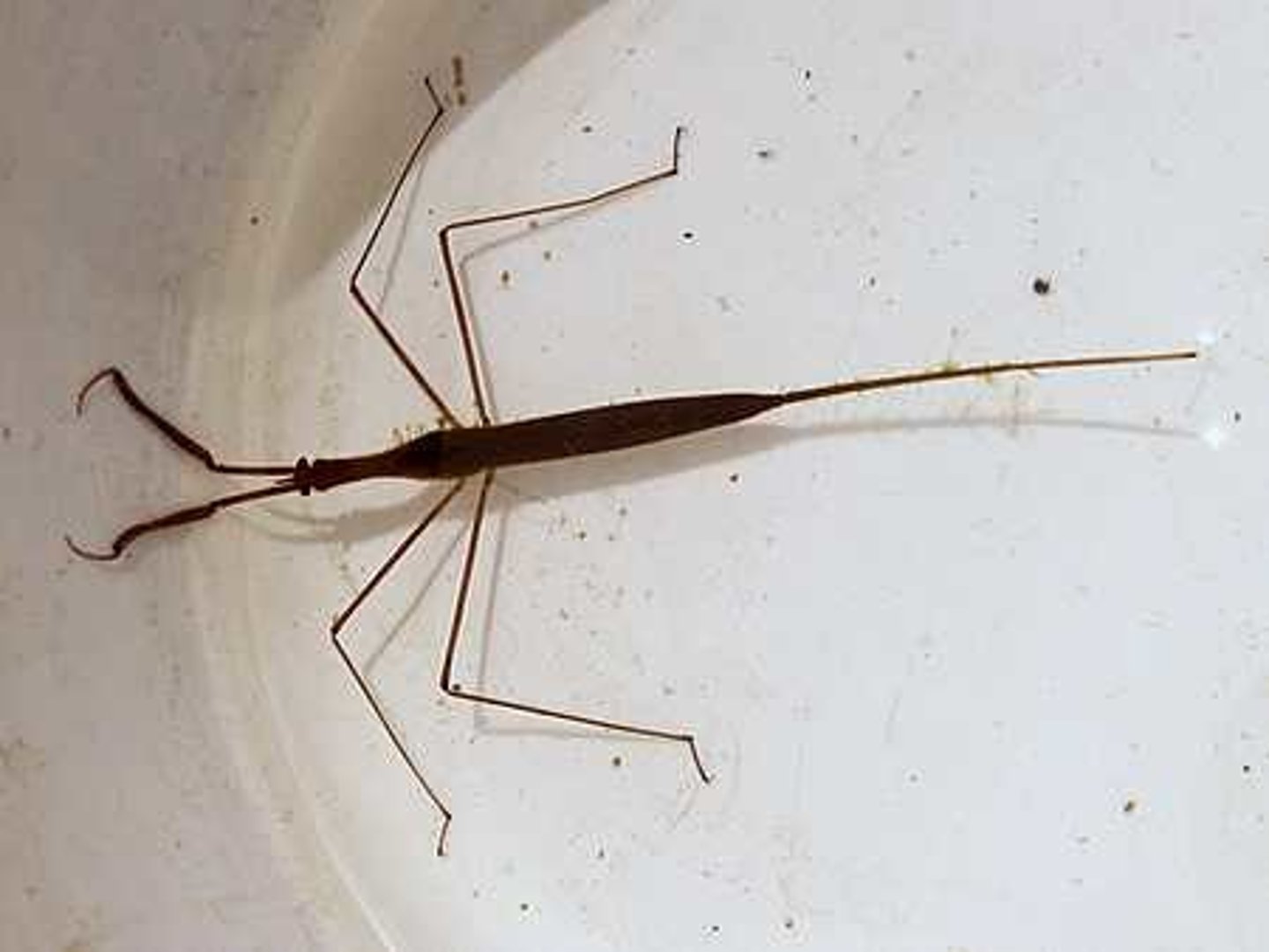 <p>Class 1, larva resemble small twigs, not good swimmers, have elongated tubes from which they breath air as they skim the water, grab their prey and suck the juices out of their victims, adults are also carnivorous, incomplete metamorphosis</p>