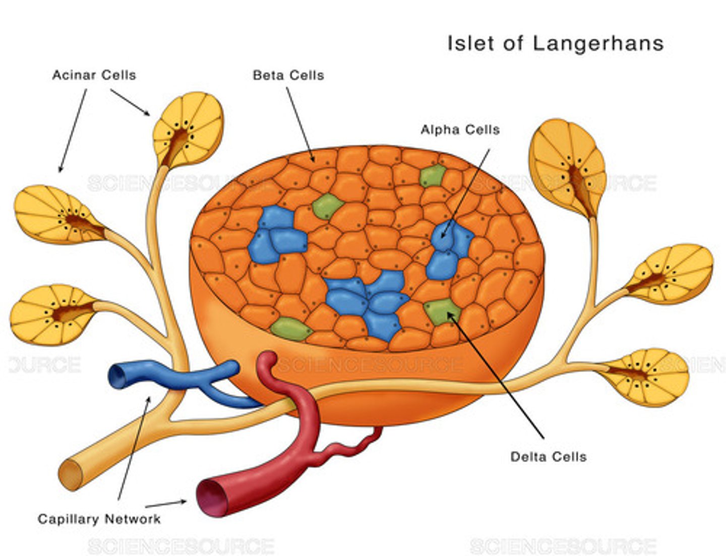 <p>Islets of Langerhans</p>