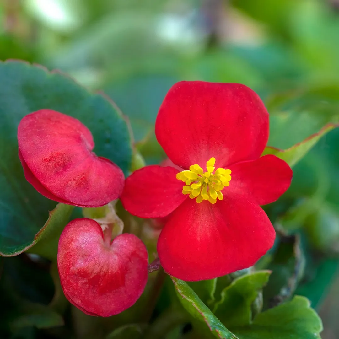 <p>What is this plant?</p>
